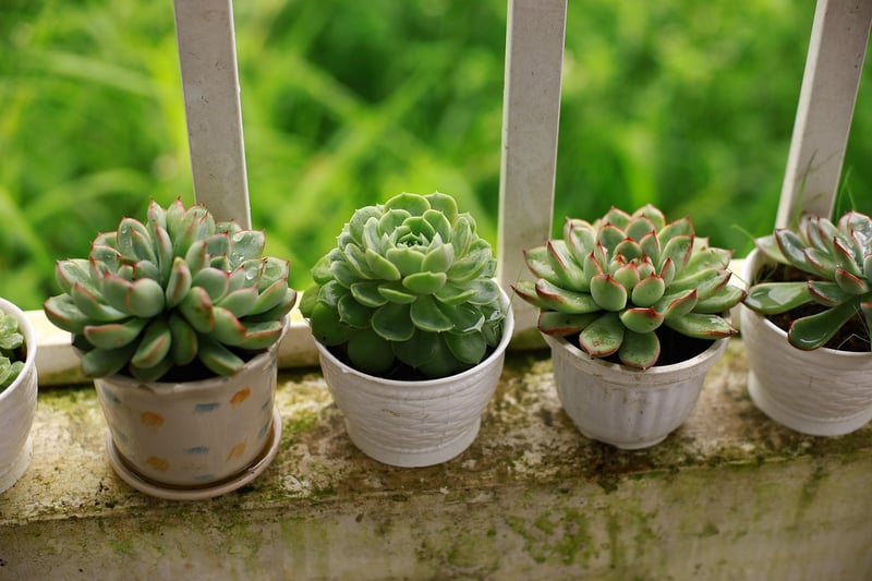 Succulent arrangements
