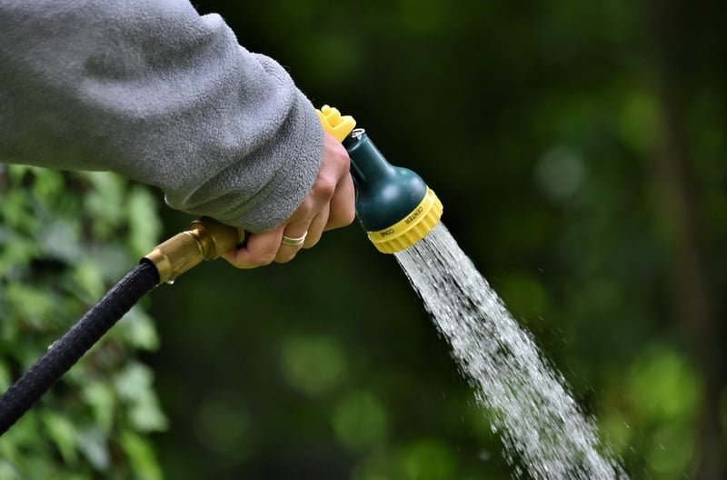 Summer watering techniques